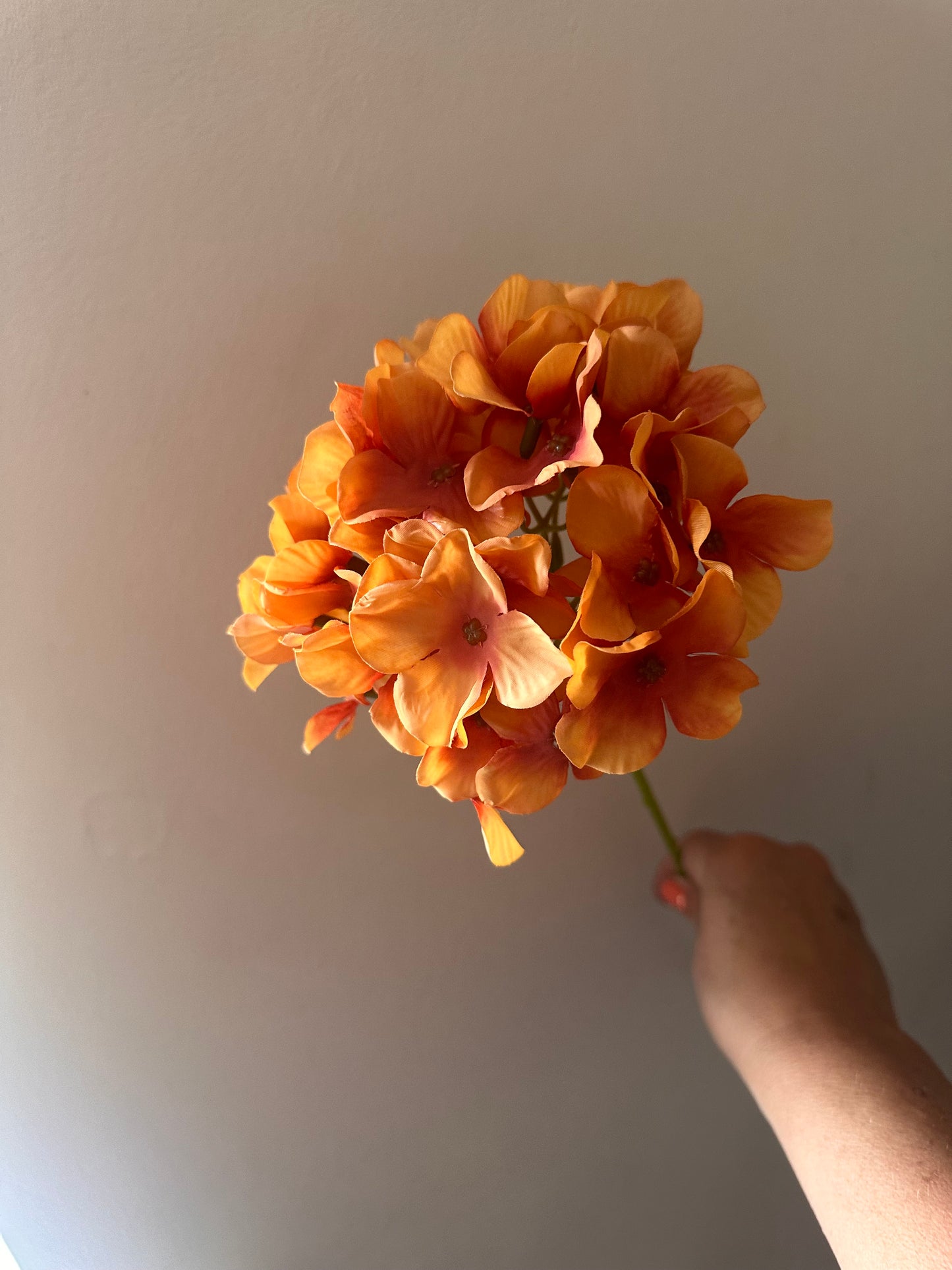 Orange Hydrangea Thin Stem