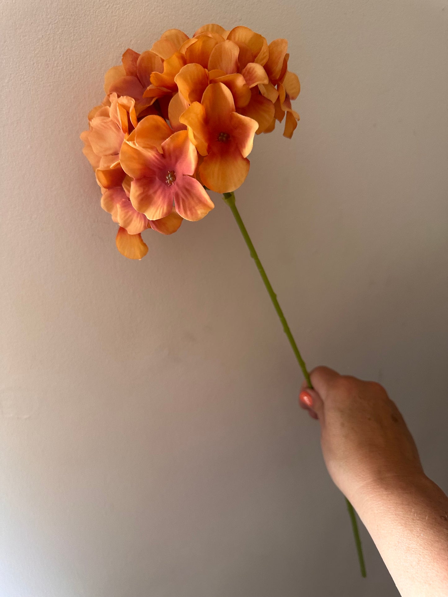 Orange Hydrangea Thin Stem