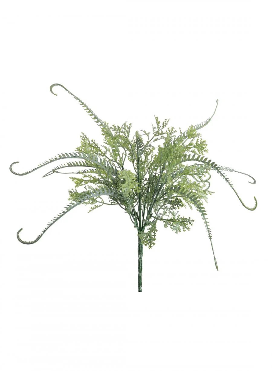 Dusted Twisted Fern